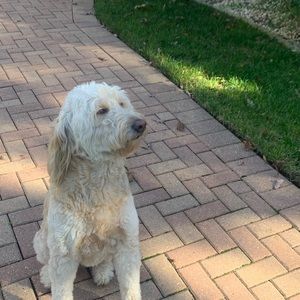 Meet your Posher, Darnell